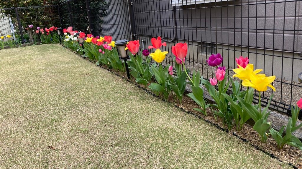 芝生とチューリップ かわいい芝生の庭