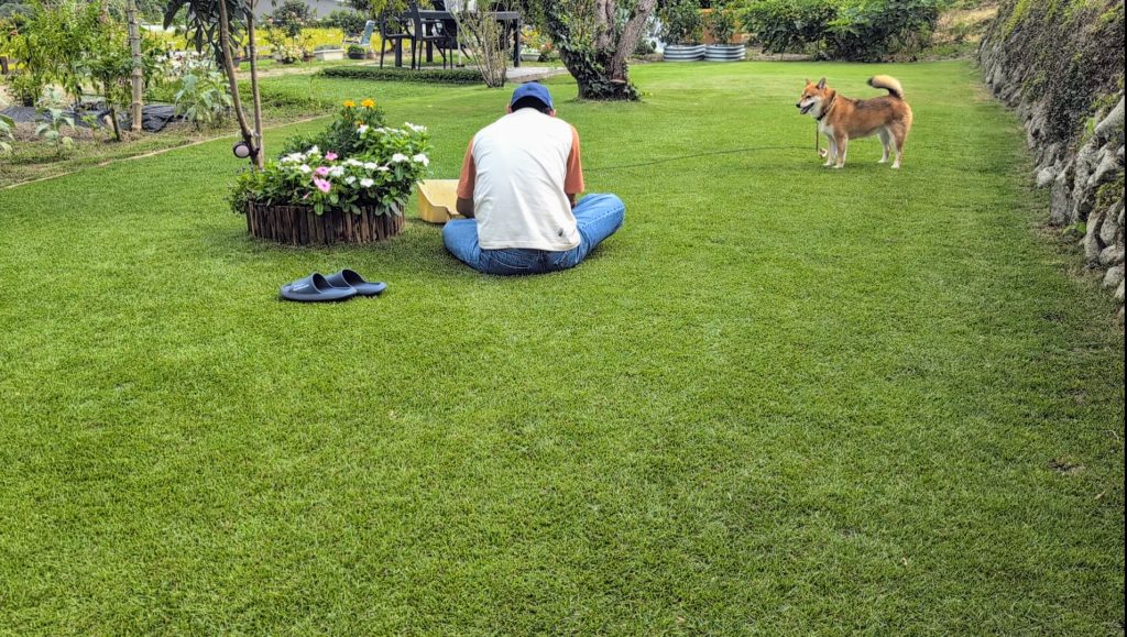 芝生と犬 芝生の上で休日を楽しむ