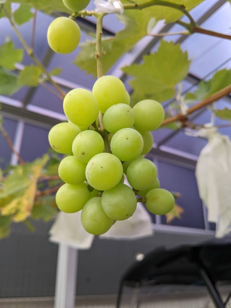 カーポートでシャインマスカット
