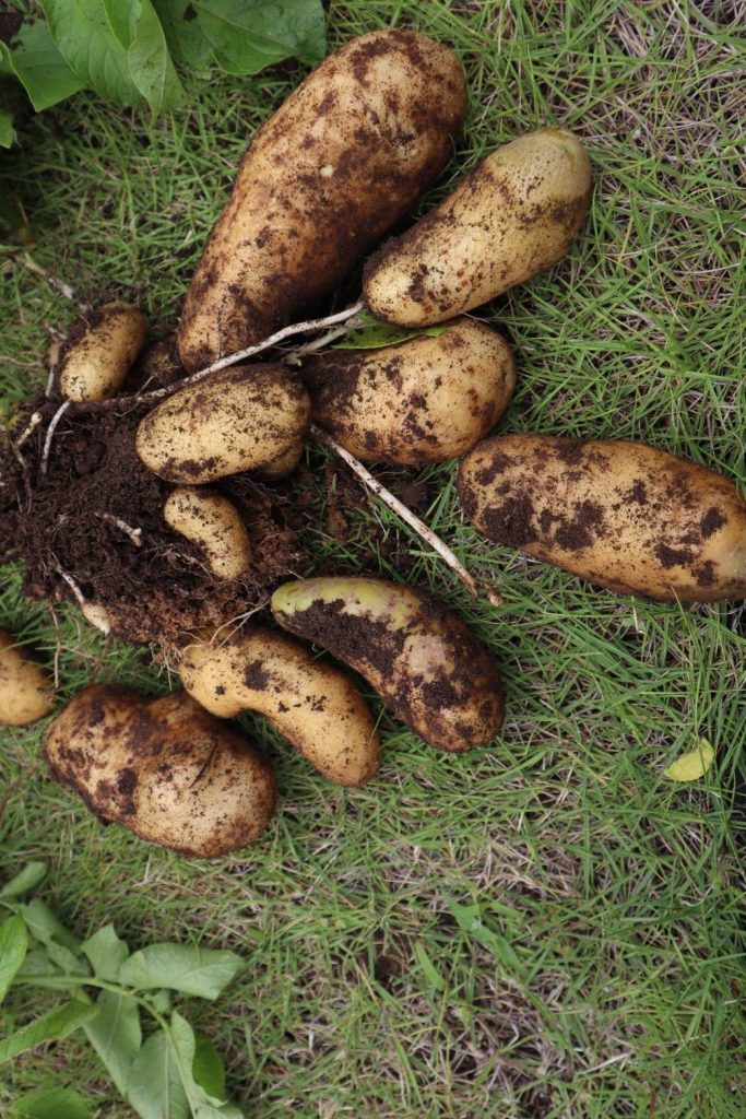 芝生とジャガイモ