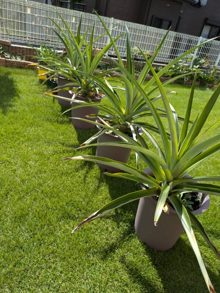 パイナップル育て