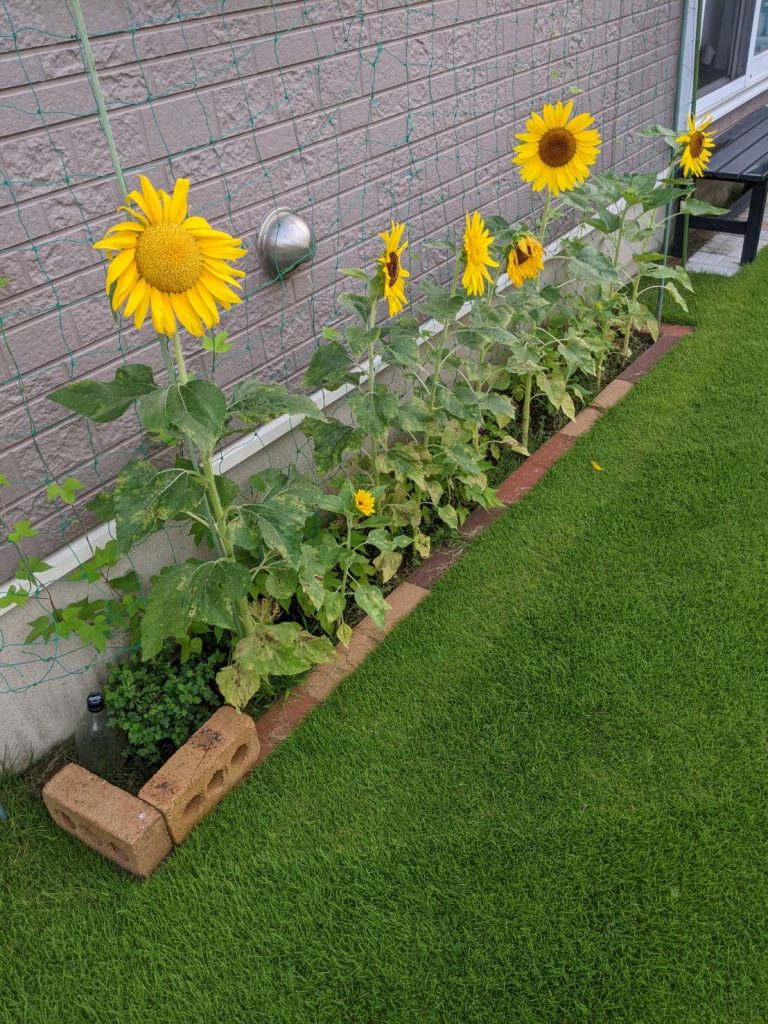 ひまわりと芝生