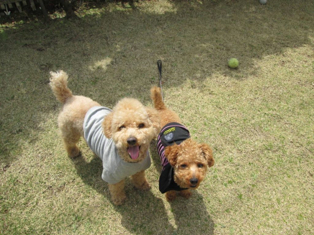 芝生とプードル