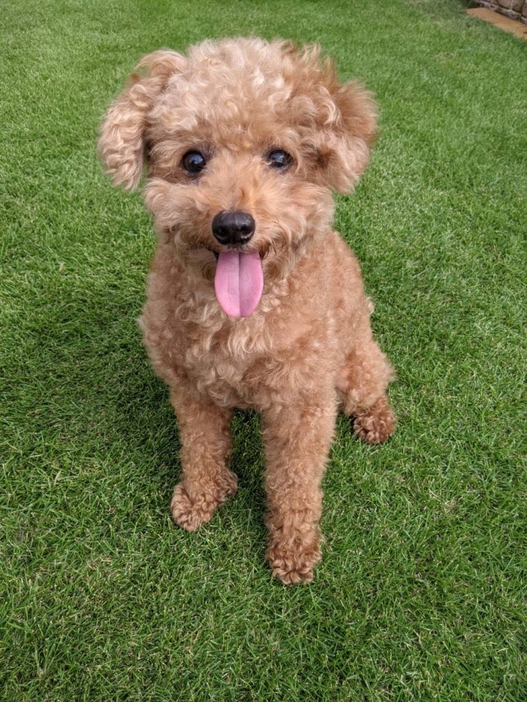 芝生とプードル